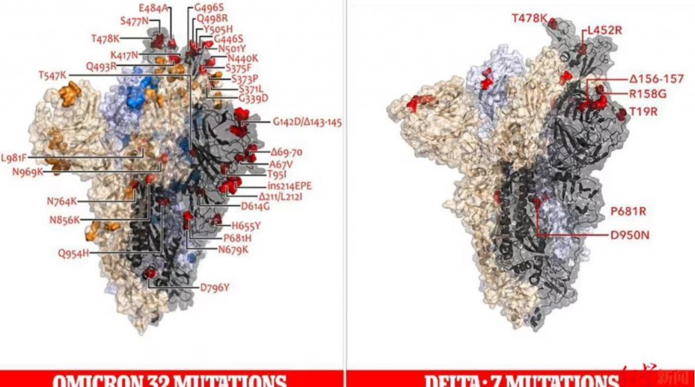 奥密克戎和德尔塔两大毒株的变异对比 奥密克戎和德尔塔两大毒株的变异对比